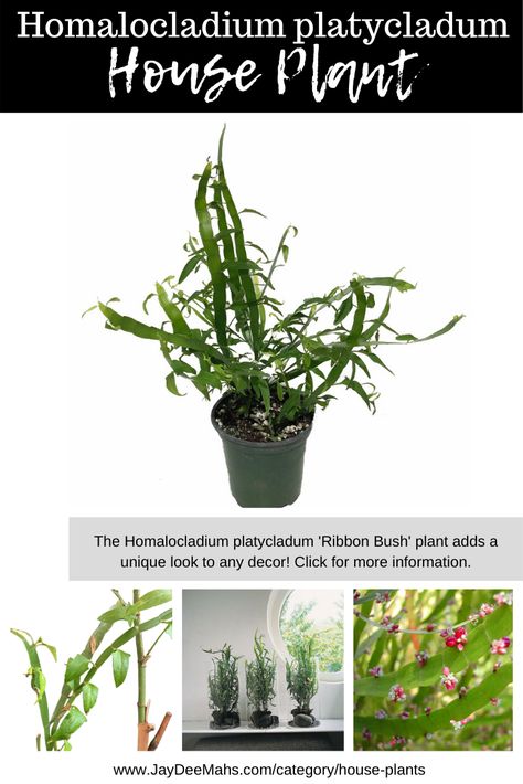 The Homalocladium platycladum 'Ribbon Bush' plant adds a unique look to any decor! Click for more information.. #houseplants #indoorplants #indoorjungle #tapewormplant #plantroom Ribbon Plant, Bush Plant, Plant Help, Plants To Grow, Indoor Jungle, Unusual Plants, Unique Plants, Room With Plants, Small Leaf