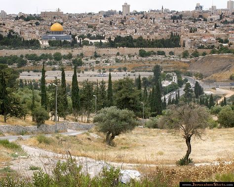 The Mount of Olives (also Mount Olivet, Hebrew: הר הזיתים, Har HaZeitim; Arabic: جبل الزيتون, الطور‎, Jebel ez-Zeitun, Jebel et-Tur, "Mount of the Summit") is a mountain ridge to the east of Jerusalem. It is named from the olive trees with which its sides are clothed. At the foot of the mountain is the Gardens of Gethsemane where Jesus stayed in Jerusalem, according to tradition. Garden Of Gethsemane, Terra Santa, Mount Of Olives, Bible History, Promised Land, Olive Trees, Gods Creation, Holy Land, Olive Tree