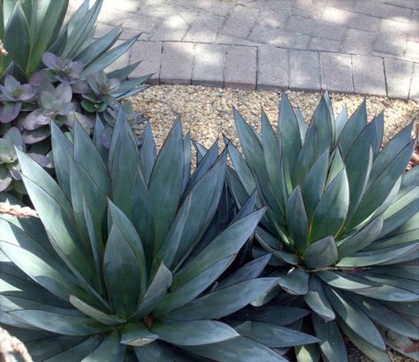 Agave Blue Glow, Purple Emperor, Moroccan Garden, Nature Photography Trees, Container Gardening Flowers, Blue Glow, Blue Agave, Front Landscaping, Agave Plant