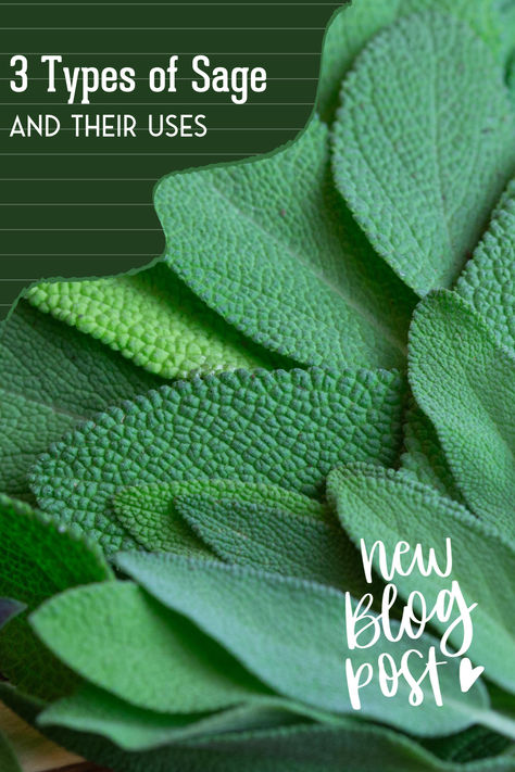 3 Types of Sage & Their Uses Sage Types And Uses, Types Of Sage, Sage Uses, Veggie Gardens, Survival Gardening, Culinary Herbs, Scientific Name, Heirloom Seeds, Green House