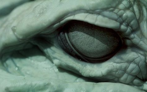 @archillect : https://t.co/ZAuMgrLTCt Reptile Eye, Eyes Wallpaper, A Silent Voice, Reptiles And Amphibians, A Song Of Ice And Fire, Mortar And Pestle, Homestuck, Dragon Age, Skyrim