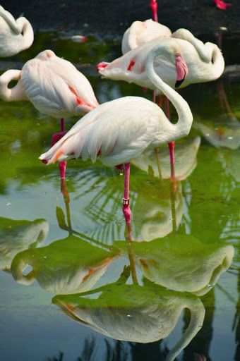 Flamingoes Greater Flamingo, Flamingo Photo, White Flamingo, Flamingo Bird, Flamingo Art, Big Bird, Pretty Birds, Animal Planet, Birds Of Paradise