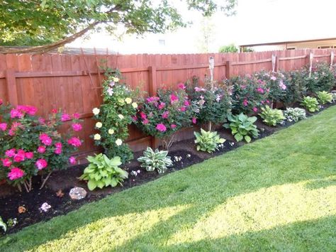 Privacy Fence Landscaping, Landscaping Along Fence, Knockout Roses, Desain Lanskap, Backyard Privacy, Fence Landscaping, Backyard Fences, Landscaping Tips, Beautiful Backyards