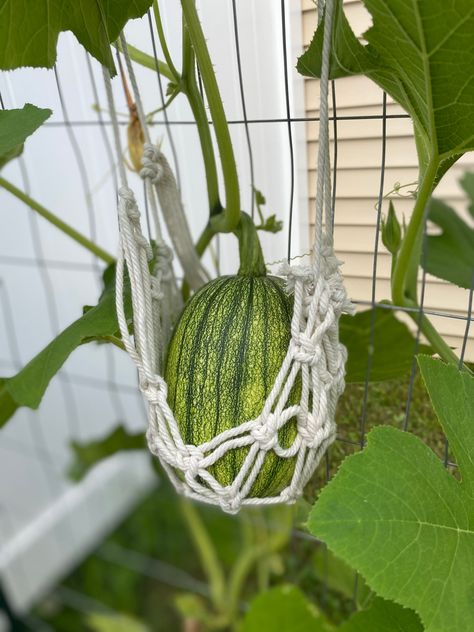 Macrame Garden Trellis, Diy Pumpkin Trellis, Macrame Trellis, Squash Support, Pumpkin Support, Trellis Squash, Verticle Vegetable Garden, Allotment Design, Macrame Pumpkin