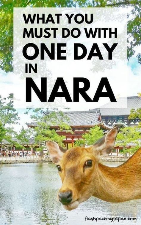 Japan travel tips. Travel Nara Japan Kyoto with Nara itinerary: Perfect one day in Nara Japan. Best places to visit. Best things to do. Day trip from Kyoto. Day trip from Osaka. Backpacking Japan travel destinations itinerary trip planning tips. #flashpackingjapan Kyoto Day Trip, Places To Visit In Japan, Japan Travel Destinations, Nara Japan, Japan Itinerary, Mont Fuji, Japan Travel Tips, Japan Kyoto, Japan Travel Guide