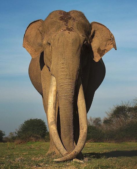 Sri Lankan Elephant, Asiatic Elephant, World Elephant Day, Photography Guidelines, Which Character Are You, Strongest Animal, Nature Music, Asian Elephant, Nat Geo