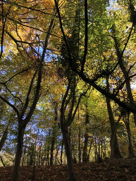 Isabelle Dini | Woodland in England in the autumn. Autumn colours and inspiration. Woodland Autumn, Autumn Colours, Seasonal Ingredients, Orange Recipes, Autumn Inspiration, Fall Colors, England, Plants, Photography