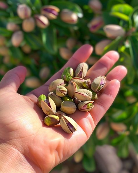 Grow a pistachio tree from store-bought pistachios with this step-by-step guide