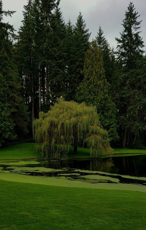 Willow Tree Lights, Willow Trees Garden, Tree Branch Light, Willow Tree Branch, Willow Tree Wedding, Weeping Trees, Willow Trees, Weeping Willow Tree, Pretty Trees