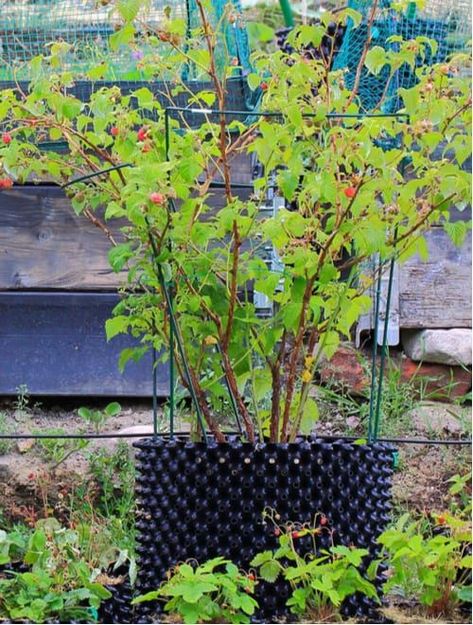 Growing raspberries in containers and pots | Pyracantha.co.uk Raspberry In Container, Raspberry Container Garden, Grow Raspberries In Containers, Potted Raspberry Bush, Grow Raspberries In Pots, Raspberry In Pots, How To Grow Raspberries In A Pot, Raspberry Plants In Pots, Growing Raspberries In Containers