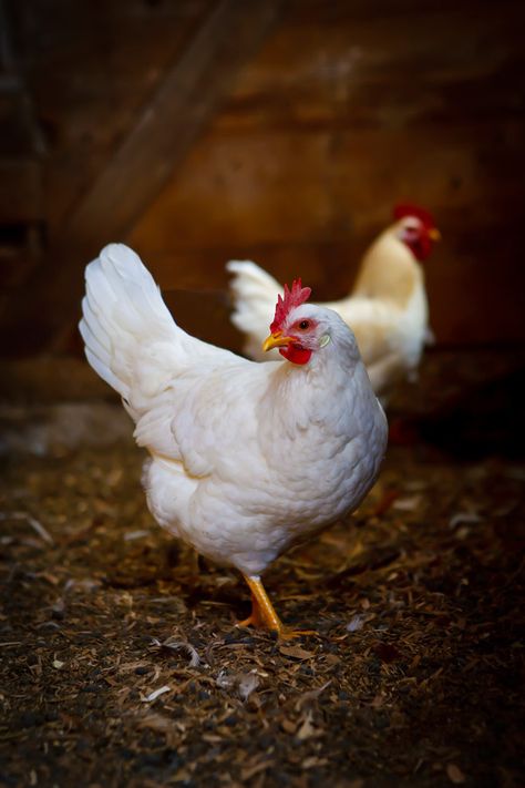 April 21, 2015 - Pretty Pair - White Rock Hen and Rooster  2015©Barbara O'Brien Photography White Chicken Painting, Chicken Animal Photography, Chickens Photography, Hen Photography, Hen Pictures, Chicken Photography, Chicken Photos, Hen And Rooster, Chicken Animal