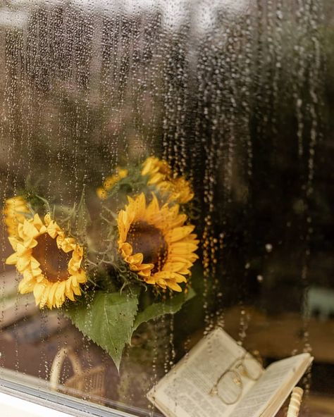 Rainy Window, Morning Coffee Images, Good Morning Coffee Images, Sunflower Pictures, Sun Flowers, Hipster Wallpaper, Floral Photography, Yellow Aesthetic, Flower Wallpaper