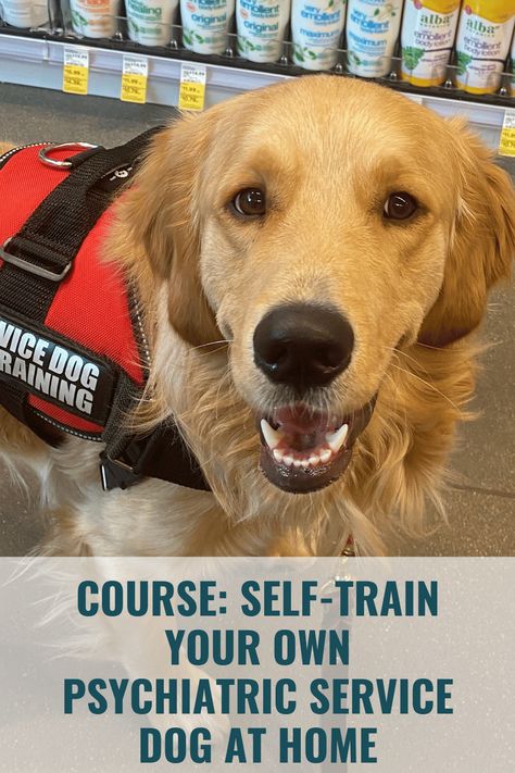 Service Dog Training Schedule, Service Dog Essentials, Psychiatric Service Dog Tasks, Psychiatric Service Dog Training, Service Dog Training Checklist, Service Dog Aesthetic, Service Dog In Training, Esa Letter, Therapy Dog Training