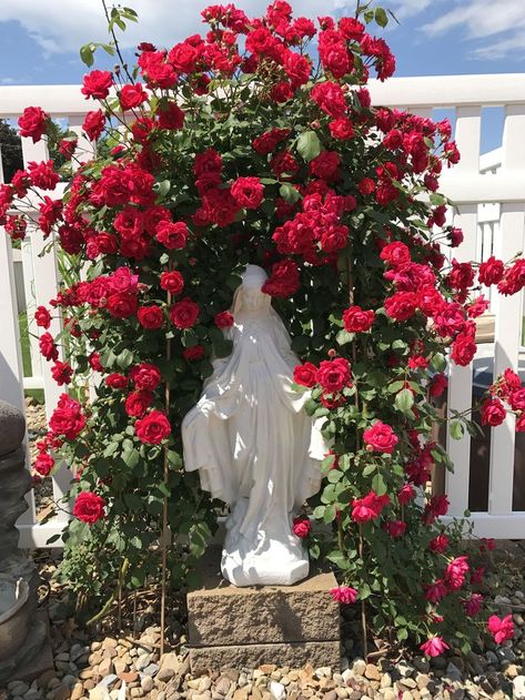 Best Marvelous Garden Climbing Roses Ideas - Garden Makeover Virgin Mary Outdoor Altar, Virgin Mary Garden Shrine, Virgin Mary Statue Garden, Virgin Mary Shrine, White Climbing Roses, Marian Garden, Grotto Design, Red Climbing Roses, Mary Garden