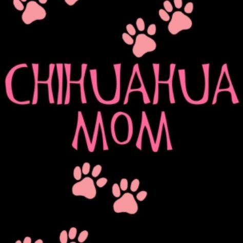 Chihuahua Quotes, Chihuahua Photos, Chihuahua Training, Chihuahua Mom, Best Dog Photos, Funny Dog Photos, Cute Dog Photos, Dog Diet, Chihuahua Lover