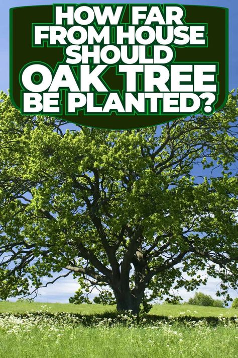 Gardening Tips: Oak Tree Planting Distance from House Shumard Oak Tree, Burr Oak Tree, Oak Tree Garden, Oak Trees Landscaping, Red Oak Tree, Hawthorn Tree, Yucca Plant, Gardening Gear, Holly Tree