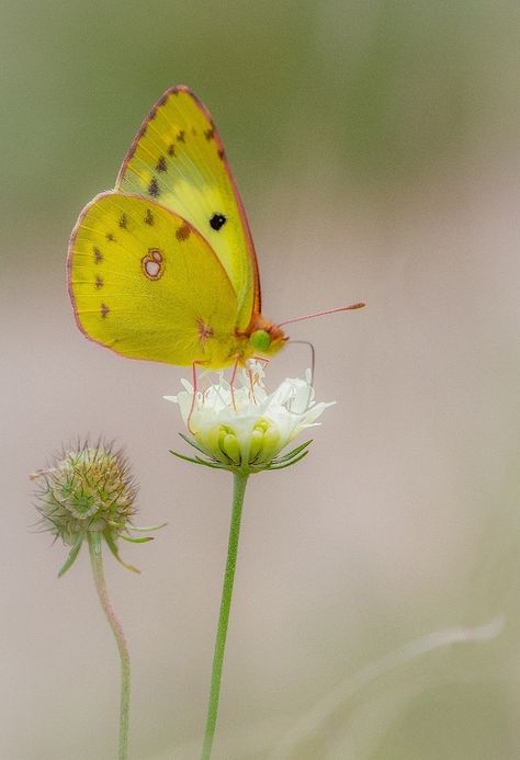 Colias hyale by Михаил Беспамятный on 500px Butterfly Paintings, Beautiful Butterfly Photography, Flying Flowers, Cute Small Animals, 강아지 그림, Butterflies Flying, Beautiful Bugs, Study Help, Butterfly Pictures