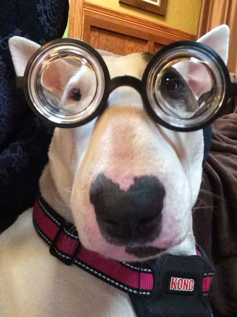 Nora in glasses: this picture perfectly explains why i want this breed of dog, look at how goofy and perfect and adorable this face is Bull Terrier Funny, Dog Glasses, Konosuba Wallpaper, Goofy Dog, Dog With Glasses, Dog Suit, Bully Dog, Animals Dogs, English Bull Terriers