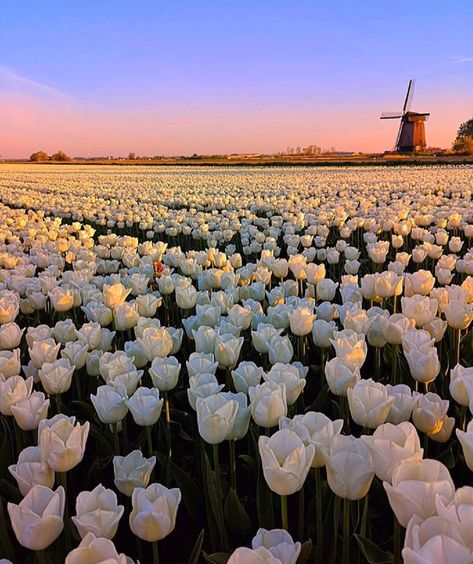 This week's favorite Instagrams Flower Scenery, Tulips Holland, Holland Beach, Travel Photography Europe, Tulip Fields, Flowers For You, Spring Tulips, White Tulips, Pretty Flower