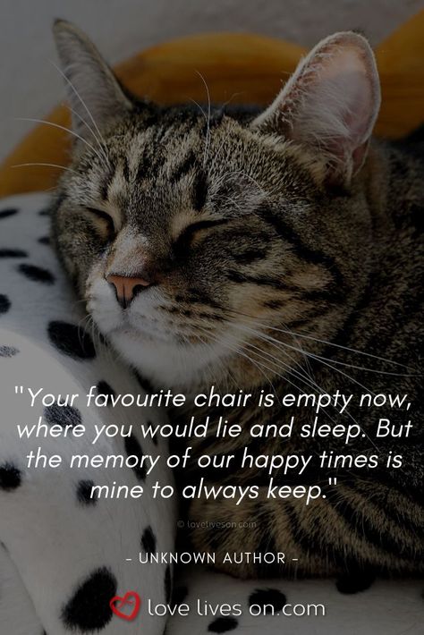 Pet Quotes Cat, Losing A Pet Quotes, Pet Quotes Dog, Pet Quotes, Cat Loss, Pet Bereavement, Pet Remembrance, Happy Times, Cat Quotes