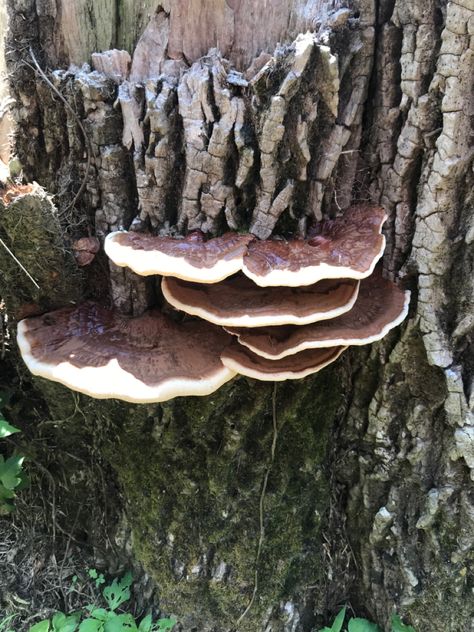 Mushrooms growing on the stump of a cut tree. #mycelia #mushrooms #nature #forest #enchantedforest Mushroom On A Tree, Mushrooms Growing On Trees, Mushrooms On Trees, Tree Stump Mushroom, Ceramics Sketchbook, Driftwood Project, Mushroom Inspiration, Portfolio Pieces, Mushrooms Nature