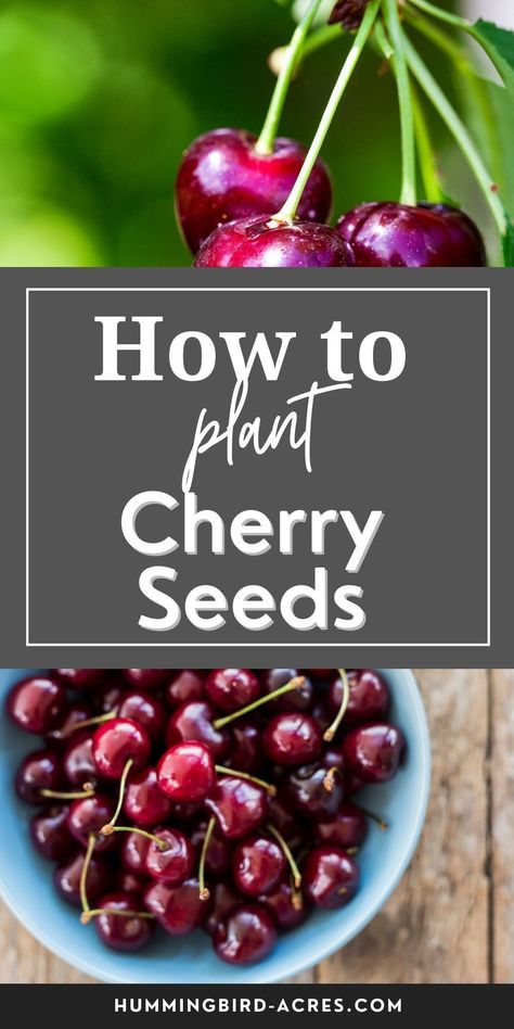 How To Trim A Cherry Tree, How To Plant Cherry Seeds, Cherry Seeds How To Grow, How To Make Your Cherries Bigger, Planting Cherry Seeds, Cherry Pits Use, Growing Fruit Trees From Seed, Pitting Cherries Easy, How To Grow Cherry Tree From Seed