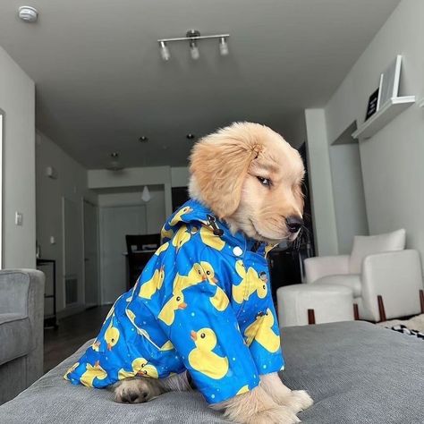 Am I Cute? Yes or No? . . . .#goldenlovers #goldenretrieverlovers #goldenlovers #doggo #goldens #retriever #golden_retriever_75621 Silly Golden Retriever, Cute Dogs Golden Retrievers, Dopamine Boosters, Funny Golden Retrievers, Golden Retriever Clothes, Dog Retriever, Cute Golden Retriever Puppy, Puppy Golden Retriever, Golden Retriever Funny