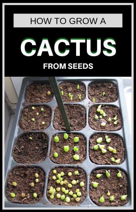 How To Grow Cactus From Seeds. #AmazingFlowersAndGardens #AmazingFlowers #AmazingGardens #FlowersAndGardens #FlowersAndPlants How To Grow Succulents From Seeds, How To Grow Cactus From Seed, Growing Cactus From Seed, Growing Succulents From Seed, Seed Propagation, Suculent Plants, Growing Cactus, Cactus Names, How To Grow Cactus