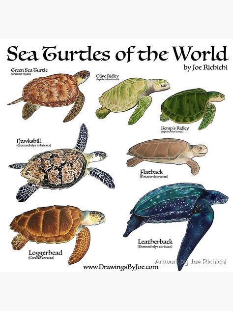 Sea Turtle Pictures, World Poster, Drømme Liv, Sea Turtle Art, Diy Tank, Turtle Love, Beautiful Sea Creatures, Turtle Art, Marine Biology