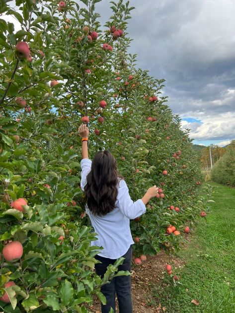 Apple Picking Aesthetic Fall, Apple Orchard Pictures, Apple Orchard Fall, Apple Picking Photos, Pumpkin Pictures, Fall Mood Board, Fun Fall Activities, New England Fall, Fall Apples