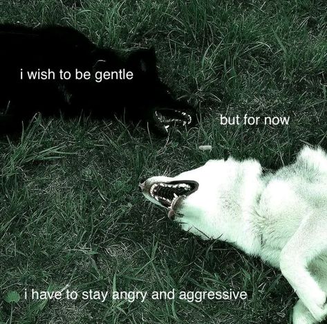 Feral Woman Aesthetic, Dog Poetry, Dog Motif, Unspoken Words, Bad Dog, Im Going Crazy, Lose My Mind, What’s Going On, Cute Dog