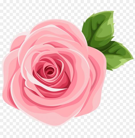 Rose Illustration Design, Pink Rose Drawing, Pink Cute Flower, Pink Rose Illustration, Flower Png Transparent Background, Pink Rose Sticker, Pink Flower Illustration, Pink Flower Png, Pink Rose Png