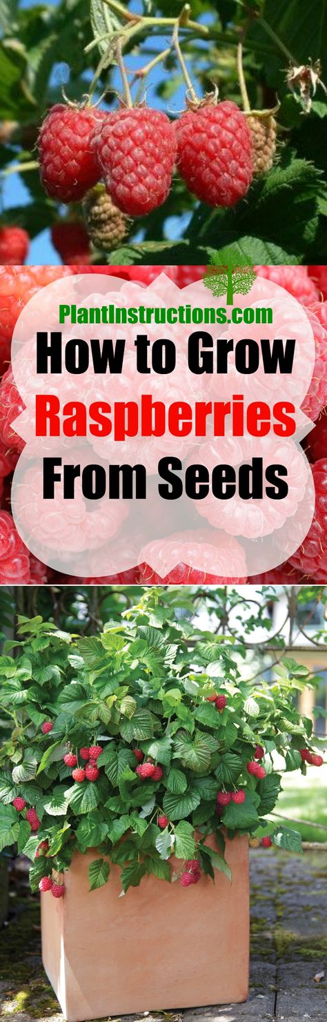 Grow Raspberries From Seeds Grow Raspberries From Fruit, Grow Raspberries From Seed, Growing Raspberries From Seeds, How To Grow Raspberries, Grow Raspberries, Fruit Growing, Growing Raspberries, Raspberry Plants, Strawberry Planters