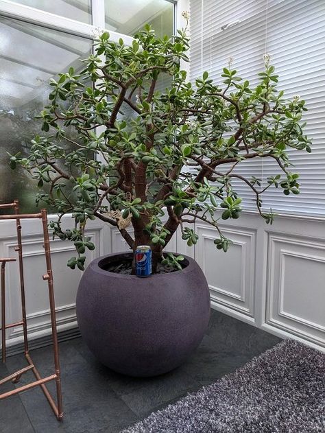 Jade Plant Pruning, Pepsi Can, Indoor Cactus Plants, Jade Plant Care, Jade Tree, Tattoo Plant, Jade Plant, Plant Care Houseplant, Succulent Garden Diy