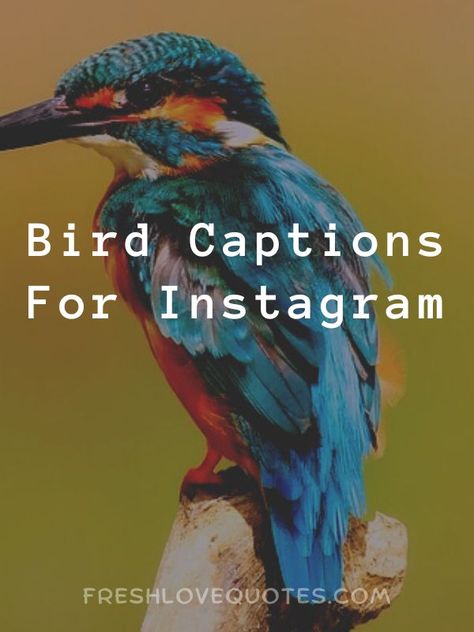 Bird Captions For Instagram Bird Quotes Life, Birds Singing Quotes, Birds Quotes Short, Captions For Birds Instagram, Short Bird Quotes, Bird Quotes Inspirational, Bird Watching Quotes, Bird Sayings Quotes, Birds Quotes Flying