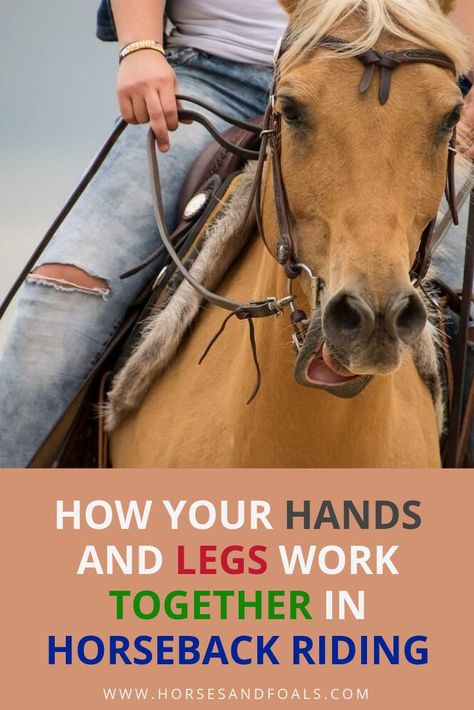 Horse Training Exercises, Horseback Riding Tips, Horseback Riding Lessons, Horse Lessons, Horse Information, Riding Tips, Horse Exercises, Horse Facts, Horse Info