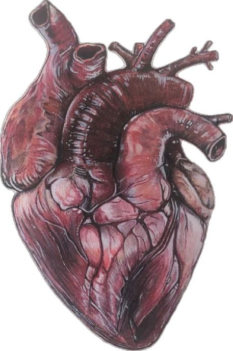 Using colored pencils, white markers and black markers this anatomical heart was drawn Anatomical Heart Drawing, Green Aesthetic Tumblr, A Level Art Sketchbook, Heart Drawing, Heart Painting, Art Theme, Anatomical Heart, Ap Art, A Level Art