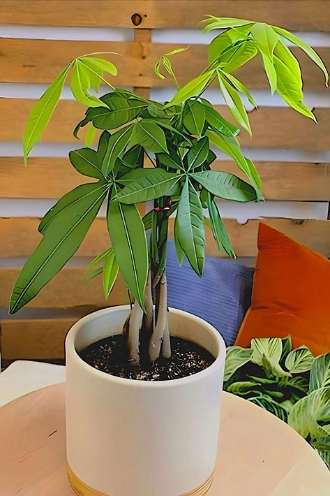 Natural Money Tree Plant with low to zero maintenance, sprinkle some water and grow the money on tree. Money Plant Decor, Money Tree Plant Care, Money Tree Plant, Indoor House Plants, Live Indoor Plants, Plant Indoor, Feng Shui Decor, Chinese Money Plant, Money Plant