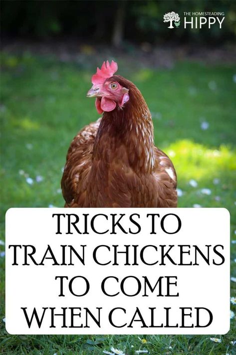 Chicken Games For Chickens, Chicken Run Activities, Chicken Care 101, Training Chickens, Chicken Coop Garden, Raising Chicks, Fancy Chickens, Diy Chicken Coop Plans, Urban Chickens