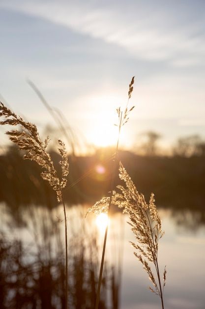 Soothing Nature Images, Luz Aesthetic, Grounded Aesthetic, Peaceful Photos, Good Morning Aesthetic, Atmosphere Photography, Peaceful Photography, Sunshine Pictures, Peaceful View