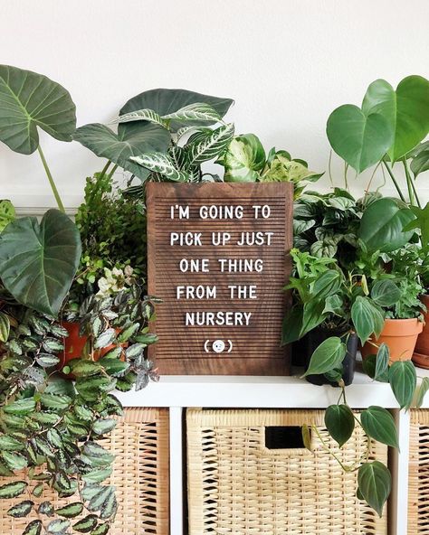 https://www.instagram.com/p/CDMe2zaD6o0/?igshid=71g3z2nge807 Plant Sayings, Plant Jokes, Plant Quotes, Plant Apartment, Gardening Humor, Plant Mama, Plants Quotes, Trendy Plants, Plants Are Friends