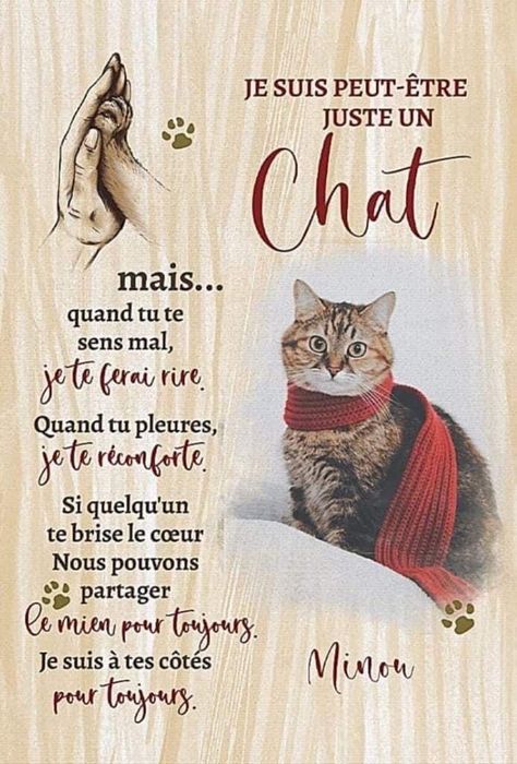 French Poems, Image Chat, Cat Love, Animals And Pets, Cats And Kittens, Cat Lovers, Kittens, Animals