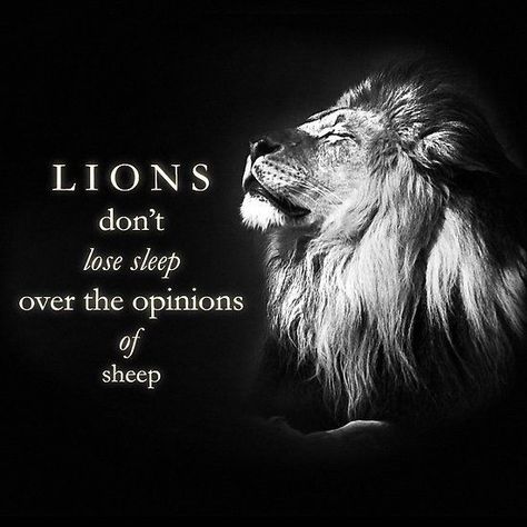 Dont Wake Up A Sleeping Lion Quotes, Quotes About Lions, Lions Dont Lose Sleep, Lioness Quotes, Leo Quotes, Lion Quotes, Sleep Quotes, Sleep Over, Warrior Quotes