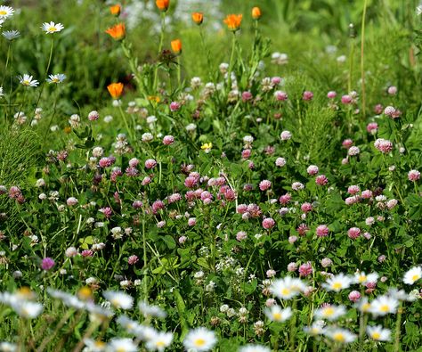 Tapestry Lawn Garden, Tapestry Lawn Uk, Tapestry Lawn, Meadow Lawn, Laundry Yard, Clover Lawn, Lawn Ideas, Yard Wall, Guerrilla Gardening