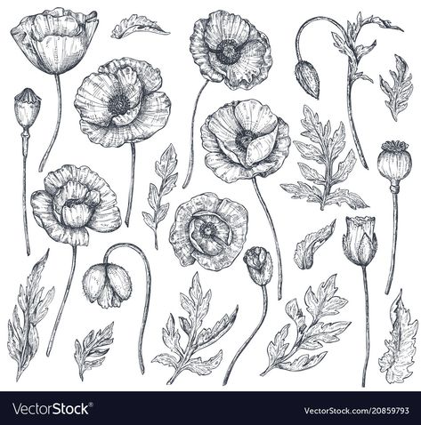 Leaves Sketch, Poppies Tattoo, Fancy Art, Poppy Pattern, Poppy Flowers, Vector Flowers, Hand Drawn Flowers, Hand Drawn Vector, Art Business