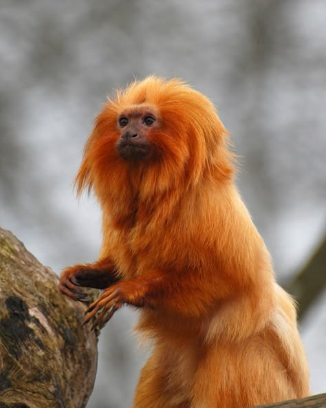 Golden Lion Tamarin, Types Of Monkeys, Monkey Animal, Monkey Pictures, Pet Monkey, Interesting Animals, Majestic Animals, Save Animals, Animal Species