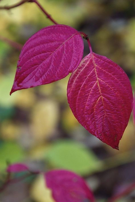 Red Twig Dogwood Fall Color, Gardenista - lots of plants that pack a punch of fall colors Red Twig Dogwood, Twig Dogwood, Red Leaves, Airbrush Art, Japanese Maple, Trumpets, Autumn Beauty, Tree Leaves, Fall Color