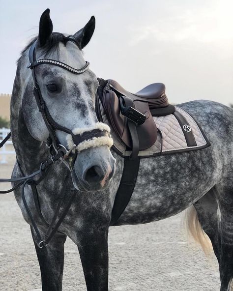 Dapple Grey Horses, Gray Horse, Cai Sălbatici, Equestrian Aesthetic, Cute Horse Pictures, Rasy Koni, Horse Equipment, Horse Aesthetic, Most Beautiful Horses