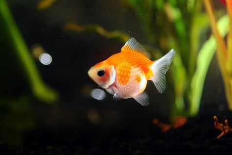 But the pearlscale is my favorite Fat Goldfish, Types Of Goldfish, Cold Water Fish, Goldfish Breeding, Goldfish Types, Oranda Goldfish, Pet Goldfish, Fish Eyes, Goldfish Tank