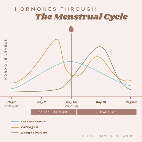 Menstrual Cycle Chart, Menstrual Phases, Period Cravings, Cycle Phases, Best Foods For Skin, Menstrual Cycle Phases, Period Cycle, The Menstrual Cycle, Womb Healing